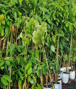 Avocado Hass Large Established Trees