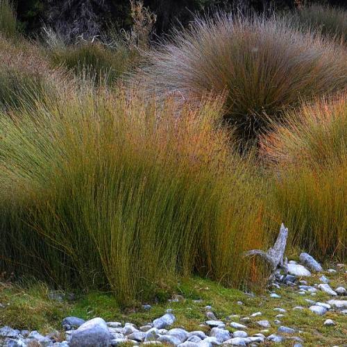 205f95fc4062077681c7dec674482a65f4d4e685.jpg Apodasmia similis, Oioi - 1L (30/45)