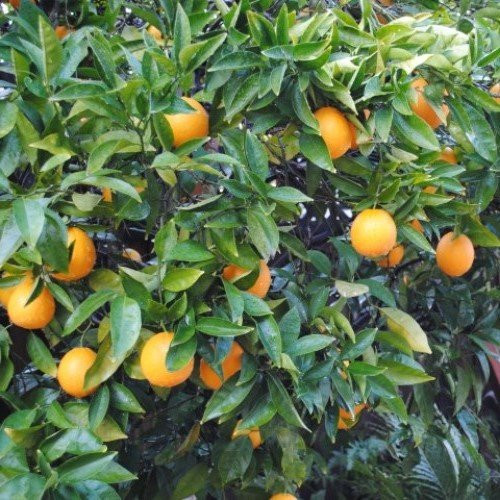 Orange Harwoods Late - Pb10 - Image 2