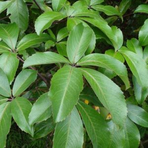 Pseudopanax laetus, Five Finger - Pb6.5/5.5Ltr(40/100)