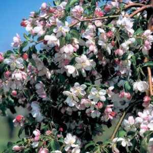 Malus Red Jade, Crabapple - Pb28 (1.5m/1.7m std)