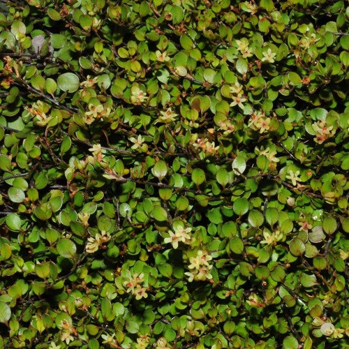 Muehlenbeckia axillaris - 1.5Ltr - Image 2