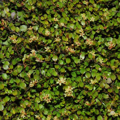 Muehlenbeckia axillaris - 1.5Ltr