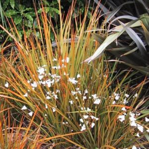 Libertia ixioides - Pot