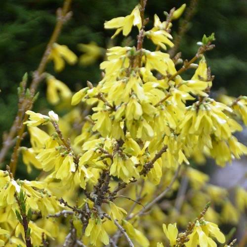 Forsythia bronxensis - Pb6.5