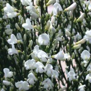 Cytisus m. Albus - 2.4Ltr