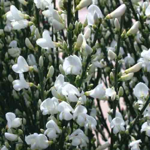 Cytisus m. Albus - 2.4Ltr - Image 2