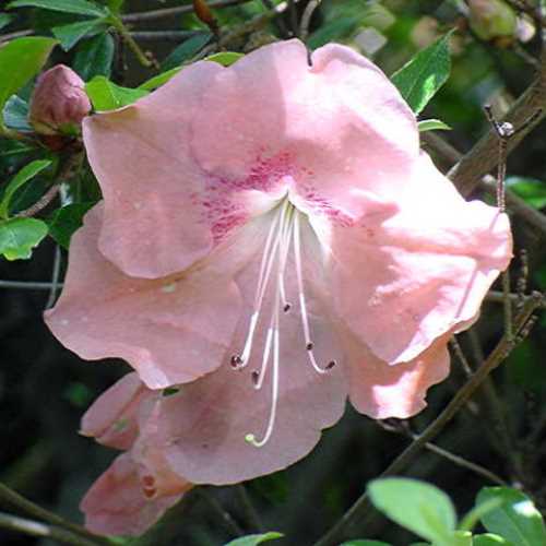 Azalea Joan Garrett - 1.25Ltr - Image 2