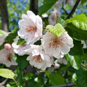 Malus Charlottae, Crabapple - Pb18