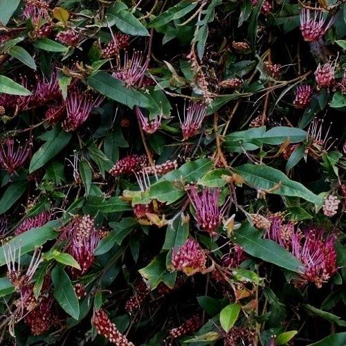 Grevillea Royal Mantle - Pb5