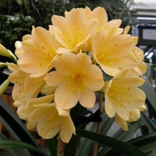 Clivia Hammett Yellow - Pb6.5 - Image 2