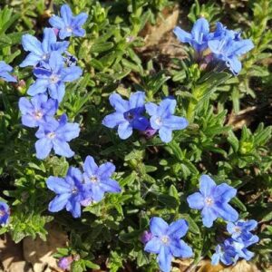Lithodora Heavenly Blue, Purple Gromwell - Pb5