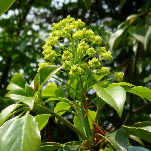 Trochodendron aralioides, Wheel Tree - 2Ltr - Image 2