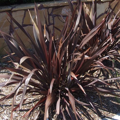 Phormium c. Platt's Black, Flax - 2.5Ltr (20/30) - Image 2
