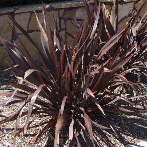 Phormium c. Platt's Black, Flax - 2.5Ltr (20/30)