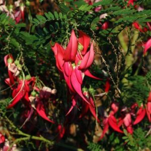 Clianthus puniceus - Pb6.5