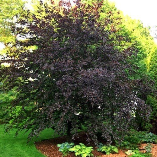 Fagus s. Riversii, River's Purple Beech - Image 2