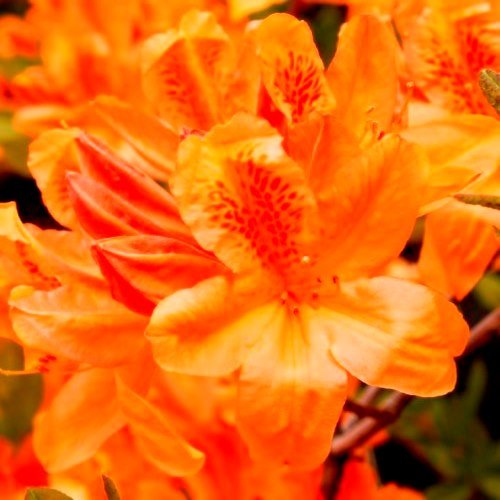 Azalea Apricot Flush (dec.) - 4.7Ltr - Image 2