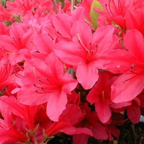 Azalea Dorothy Gish - 1.25Ltr - Image 2