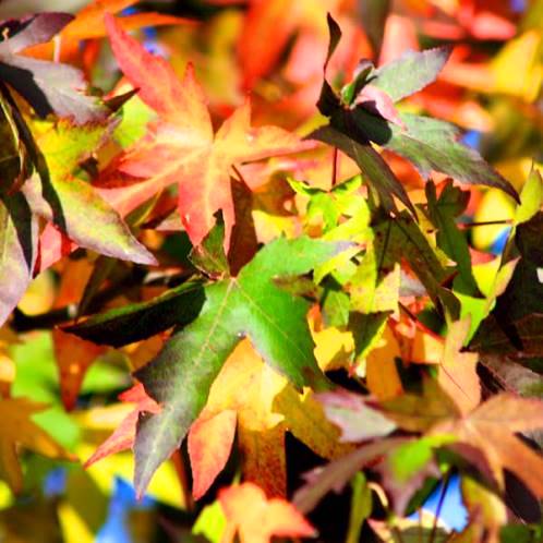 Liquidambar Worplesdon, Sweetgum - Pb40 - Image 2