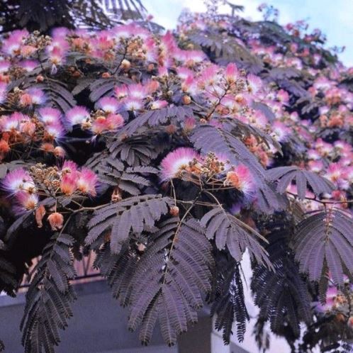 Albizia Summer Chocolate, Silk Tree -25Ltr - Image 2