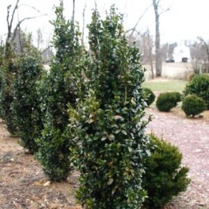 Buxus Graham Blandy - 3.5Ltr (30/60)