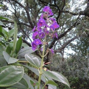 Tibouchina s. Grandiflora, Lasiandra - Pb5