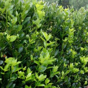 Laurus Pride of Provence - 2Ltr