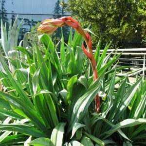 Beschorneria yuccoides, Mexican Lily - 1.5Ltr (15/25)