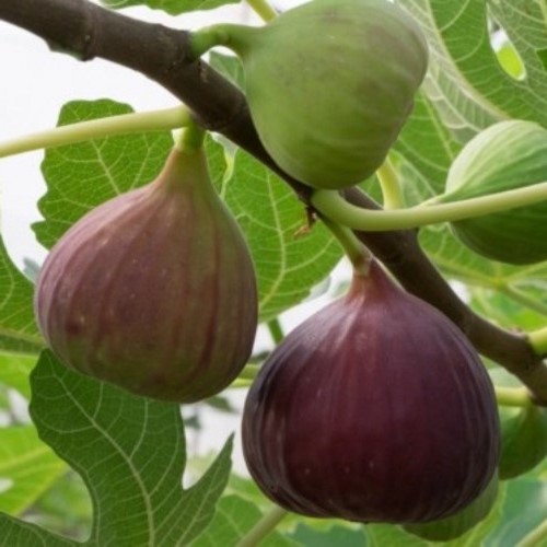 Fig Vlassoff - Pb28 (1.5m-2.5m)