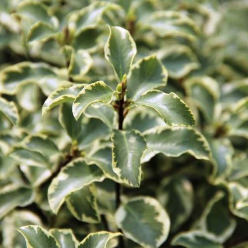 Pittosporum tenuifolium Variegatum - Pb5 - Image 2