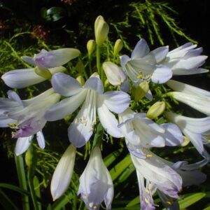 Agapanthus Silver Baby - 2Ltr