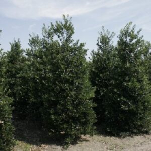 Ilex J. C. Van Tol, Holly - Pb18