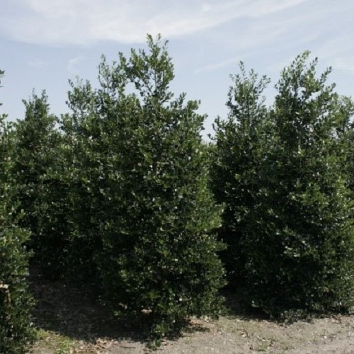 Ilex J. C. Van Tol, Holly - Pb18 - Image 3