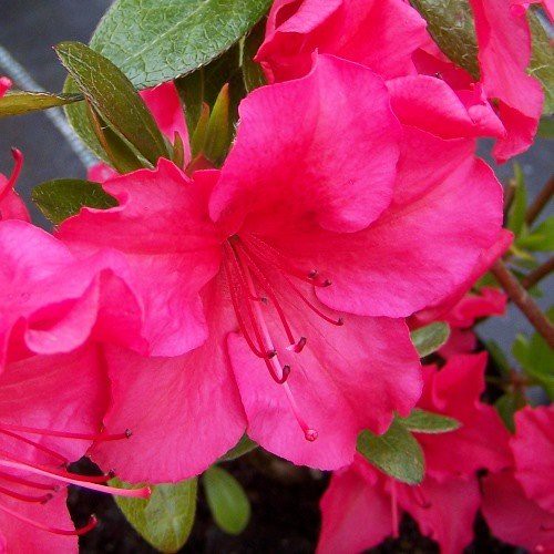 Azalea Vuyk's Scarlet - 1.25Ltr