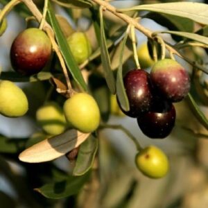 Olive Pendolino - Pb5/Pb6.5 (130/150)