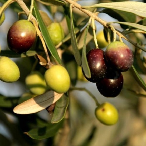 Olive Pendolino - Pb5/Pb6.5 (130/150)