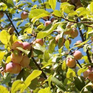 Plum Greengage - 160/180cm