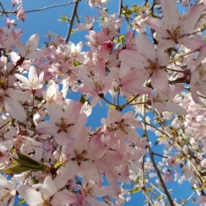 Prunus pendula Rosea, Weeping Rosebud Cherry - 45Ltr