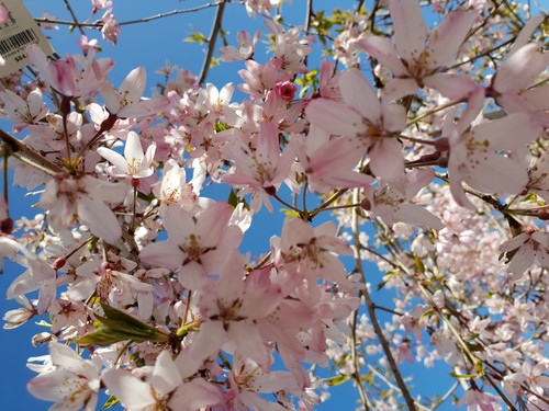 Prunus pendula Rosea, Weeping Rosebud Cherry - 45Ltr