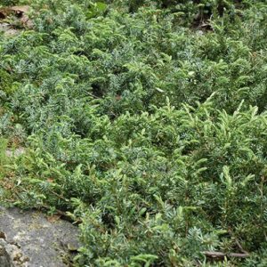 Juniperus conferta, Shore Juniper - Pb6.5