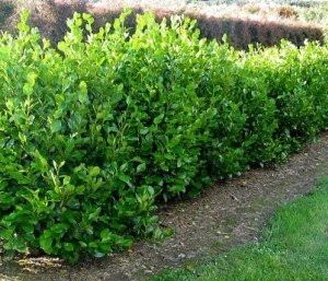 Griselinia l. Broadway Mint - (50/60)