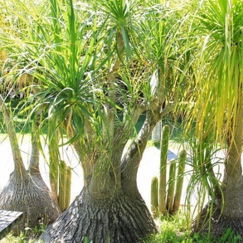Beaucarnea recurvata, Pony Tail Palm - 2L - Image 2