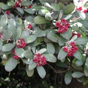 Pittosporum crassifolium, Karo - Pb12/8Ltr