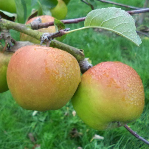 Apple Sturmer - Pb12