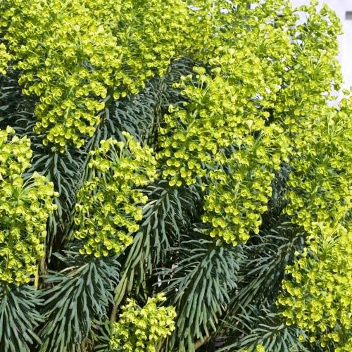 Euphorbia characias, Albanian Spurge - Pb6.5 - Image 2