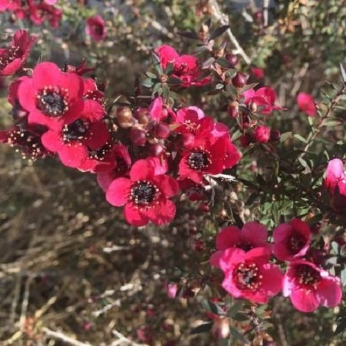 Leptospermum Red Falls, Manuka - Pb5 - Image 3