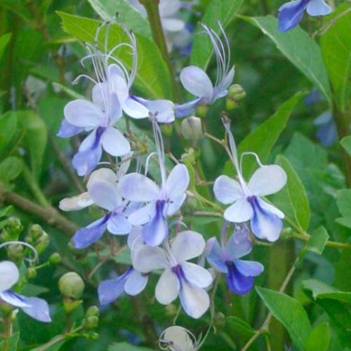 Clerodendrum ugandense - 1.5Ltr (30/40)