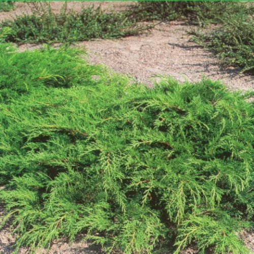 Microbiota decussata, Russian arborvitae - Pb6.5 - Image 2