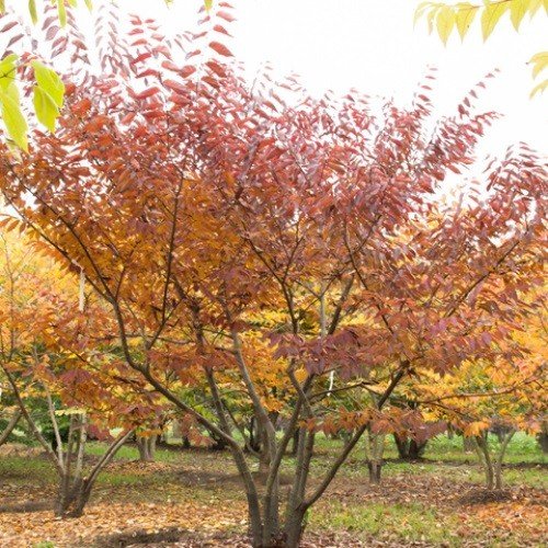 Zelkova serrata, Japanese Zelkova - Pb18 - Image 2